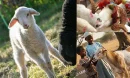 Akika Kurbanı ile Yeni Doğan Bebekler İçin Şükür İbadeti