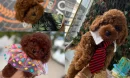 Poodle Irkının Özellikleri ve Karakter Yapısı