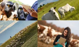 Conditions on Animal Farms and Animal Health