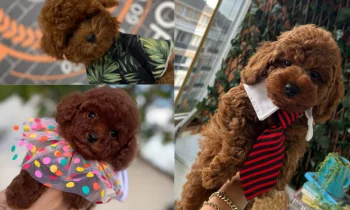 Poodle Irkının Özellikleri ve Karakter Yapısı