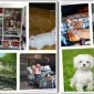 What Products Can I Use to Train My Dog?