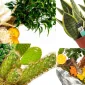 What are the benefits of fresh flowers?